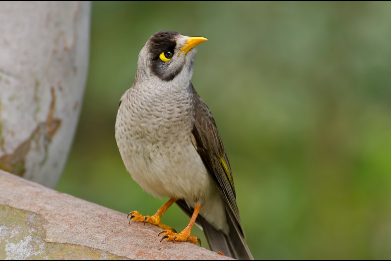 Noisy miner